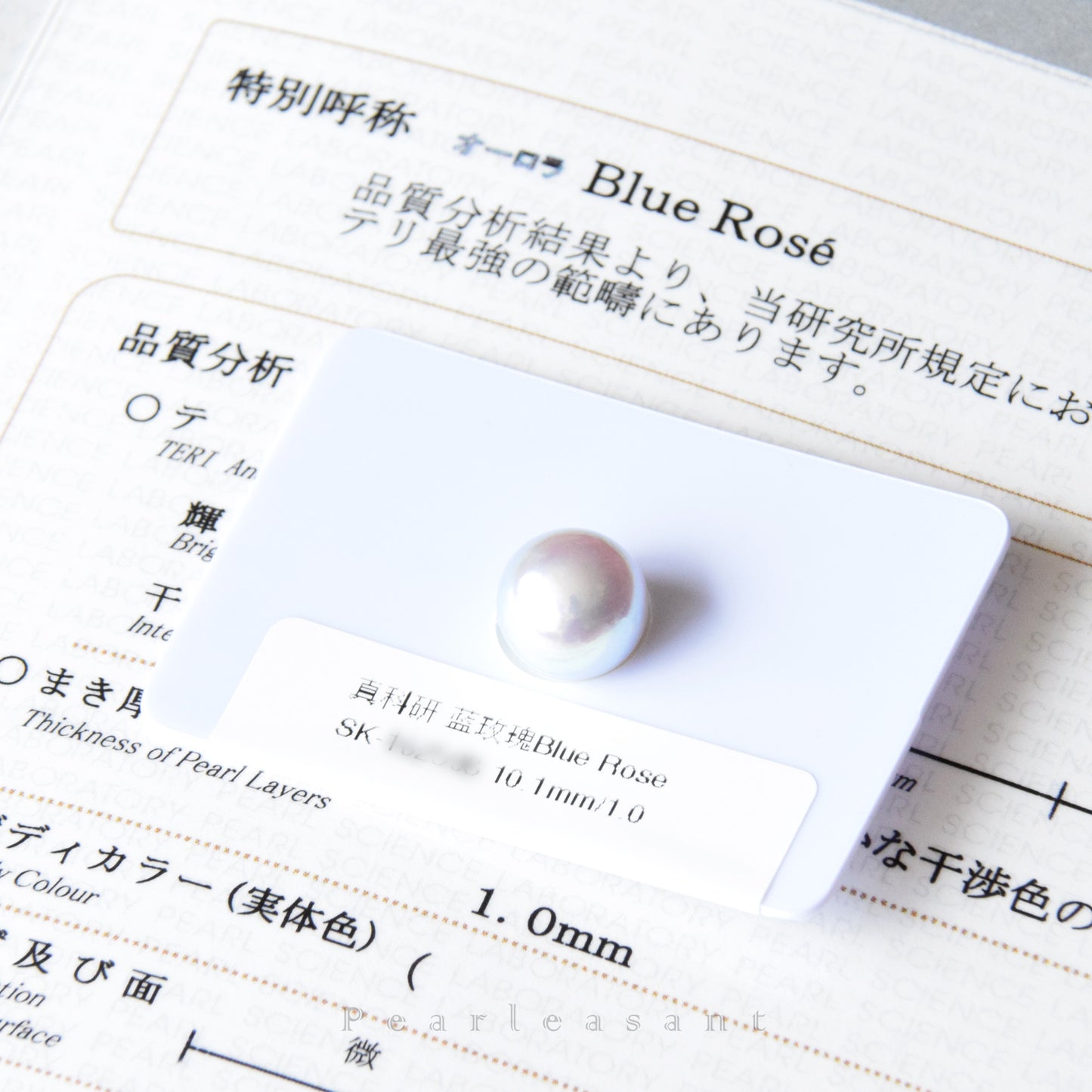 PSL Certified Blue Rose 10.0-10.5mm Akoya Single Pearl